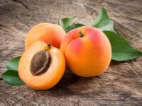 Apricot Mesh Belt Dryer - Fruit Drying Machine - 1